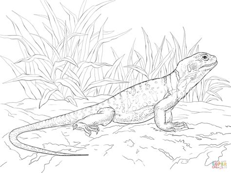 Common Collared Lizard Coloring Page Free Printable Coloring Pages