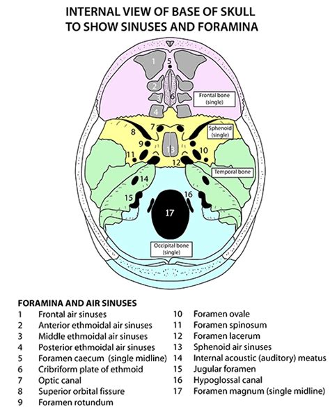 Instant Anatomy Head And Neck Areasorgans Skull Foramina