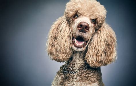 Standard Poodle Wallpapers Wallpaper Cave