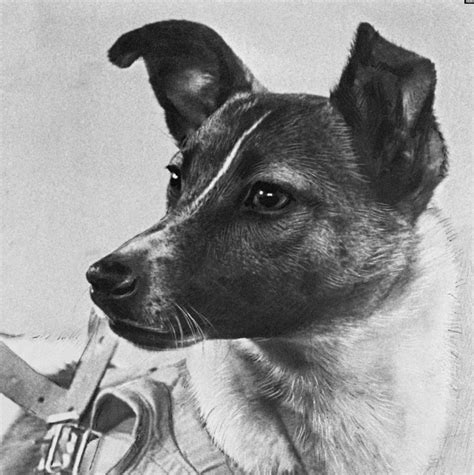 Laika The 1st Communist Astronaut Dog In Space And Sputnik 2