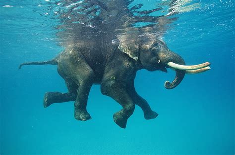 Hd Wallpaper Animals Blue Elephants Nature Reflection Swimming