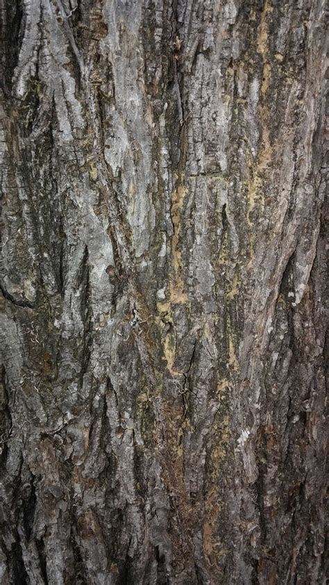 Hickory Trunk Damage Caused By Root Rot Walter Reeves The Georgia