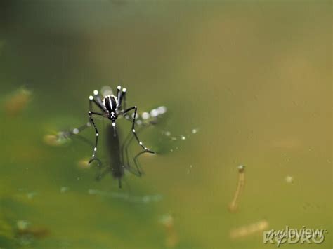 Macro Of Aedes Mosquito On Still Water Posters For The Wall • Posters
