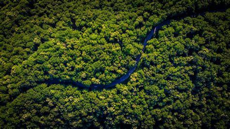 Wallpaper Drone Photo Trees Forest Road