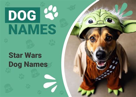 150 Star Wars Dog Names From A Galaxy Far Far Away Pet Keen
