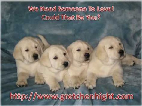 Akc registered pure bred yellow/red lab puppies agabriel1917. White Lab Puppies Portland Oregon - YouTube