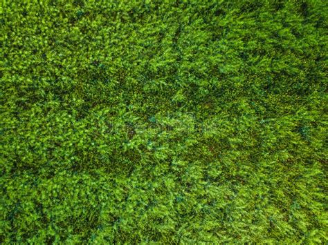 Top View Of Natural Green Grass Texture Aerial View Of Park Stock