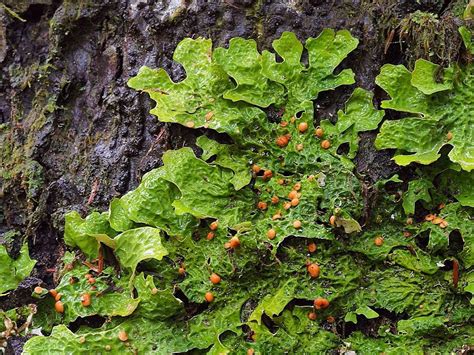 Lungwort Lichen @jensseattle | Lichen, Plants, Fungi