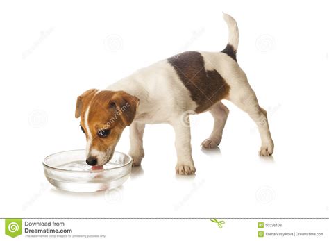 Doggie Drinking Water Clipart 20 Free Cliparts Download Images On