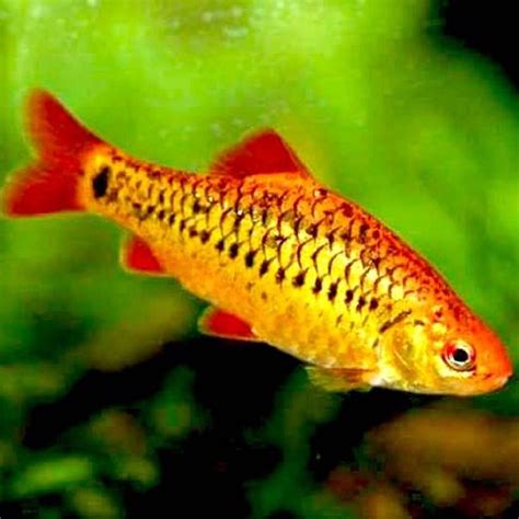 Gold Barb 2 5 Large Gold Barb For Re Homing Collection Only In