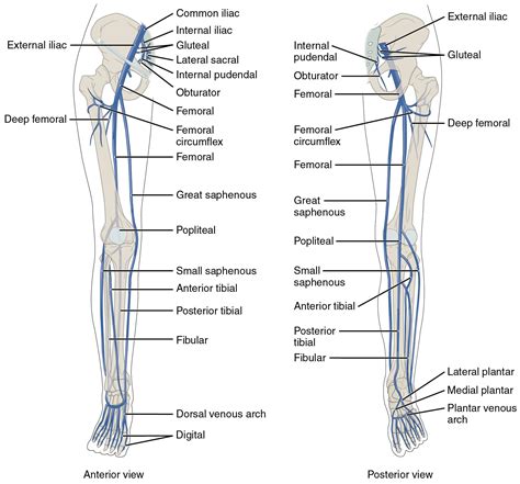 The back is the body region between the neck and the gluteal regions. The left panel shows the anterior view of veins in the legs, and the right panel shows the ...