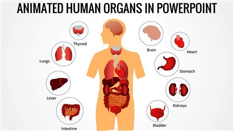 The brain controls thoughts, memory and other organs. Animated Human Body organs in PowerPoint/Free download - YouTube