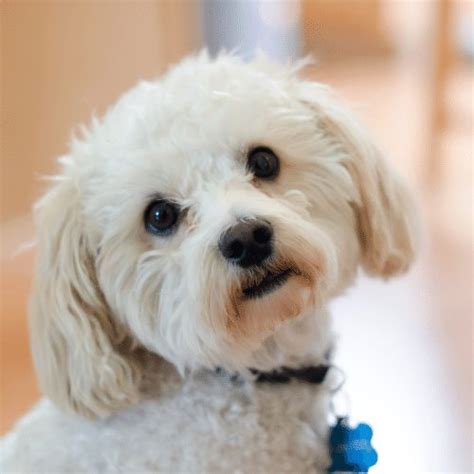 Yorkie Maltese Toy Poodle Mix Wow Blog
