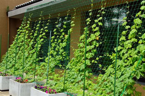 夏の暑さでも快適に過ごせるお庭のコツ〜緑化と目隠し〜 千葉県・東京都・茨城県のエクステリア＆ガーデン工事は、mafola gardenにお