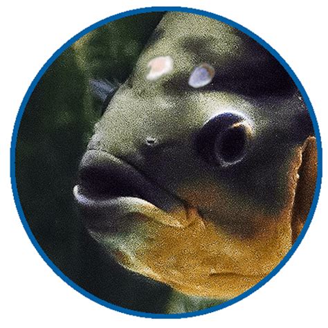 23 Common Aquarium Fish Diseases With Pictures