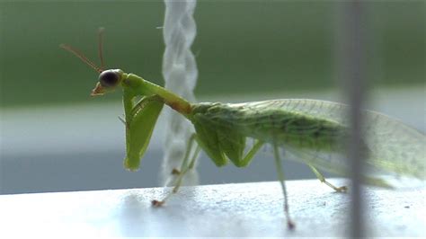 Praying Mantis Flying