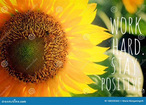 Inspirational Quotes With Sunflowers Orderpic