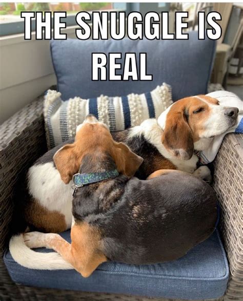 17 Funny Beagle Memes For Good Mood Page 3 Of 6 Pettime