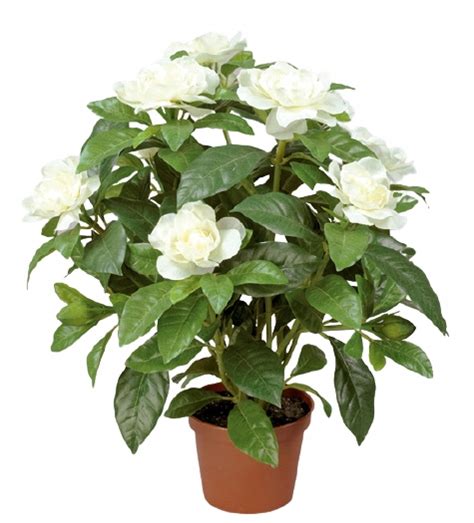 Gardenia Kwiat Niska Cena Na Allegropl