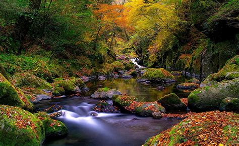 Online Crop Hd Wallpaper Forest Creek Autumn River With Mossy