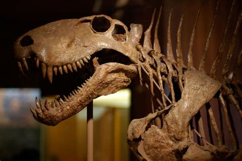 * great educational effect on all people who like dinosaurs. Dinosaur Bones - Big Think