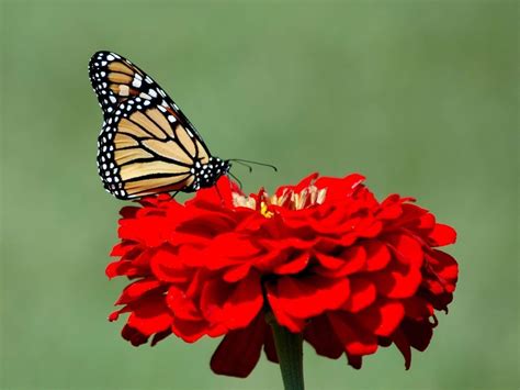 Monarch Butterfly Wallpapers Wallpaper Cave