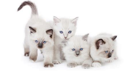 Ragdoll cats are known for their beautiful coats and bright, blue eyes. 230 Ragdoll Cat Names - Great Ideas For Naming Your ...