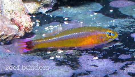Trimma Tevegae Has Got To Be One Of The Coolest Nano Gobies Which Is