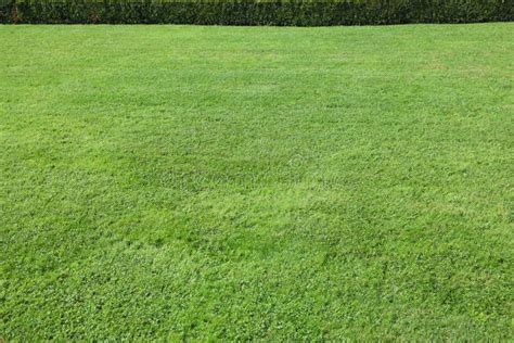 Magnificent Green Lawn Stock Photo Image Of Color Place 18406618