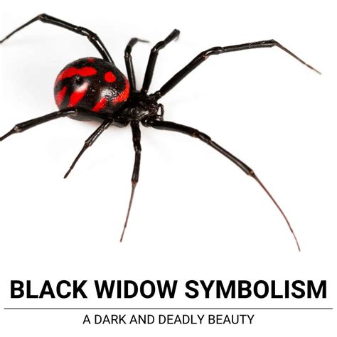Black Widow Symbolism A Dark And Deadly Beauty
