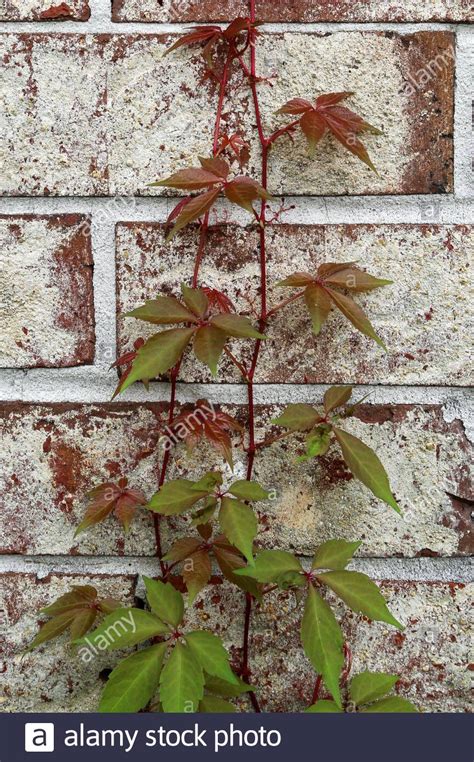 Climbing Vine On A Brick Wall Stock Photo Alamy