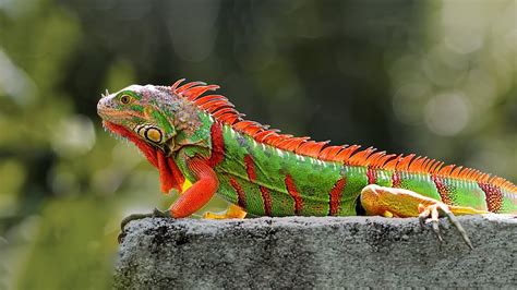 15 Most Beautiful Iguanas In The World Youtube