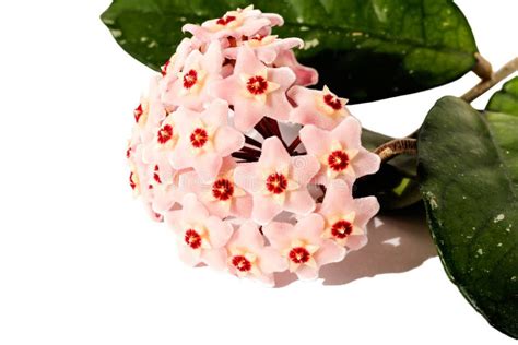 Blooming Home Plant With Pink Small Waxy Flowers And Thick Leaves On A