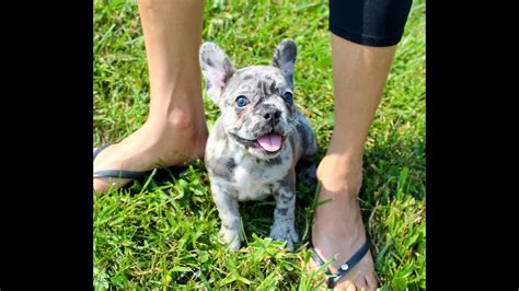 French bulldog breeders in australia and new zealand. Indigo, our Blue Merle French Bulldog Puppy! Love! - YouTube