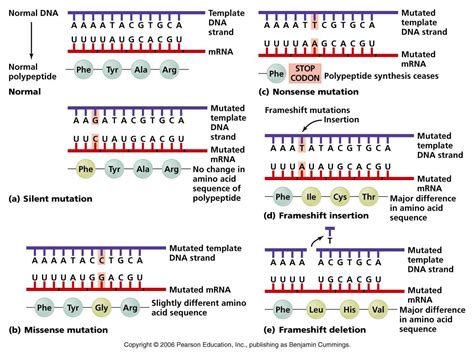 Mutations Biology Worksheet