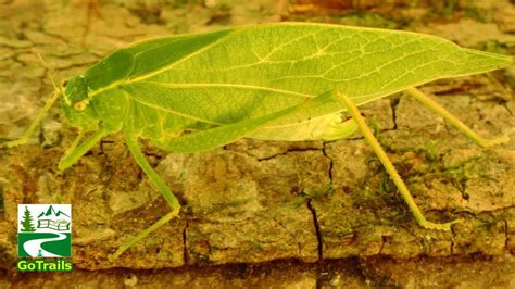 Katydid Walking Grooming Leaf Insect Microcentrum Retinerve Youtube