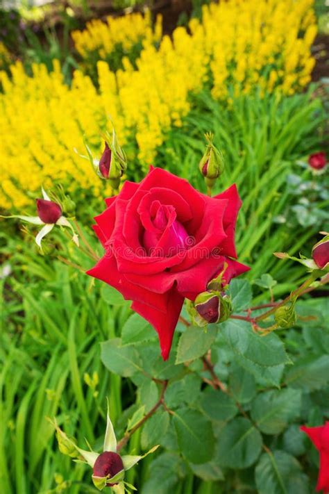 Bloomed Red Rose Flower In A Flower Garden Stock Photo Image Of