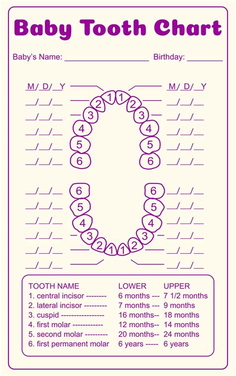 Printable Tooth Numbering Chart Web For Permanent Teeth “adult Teeth