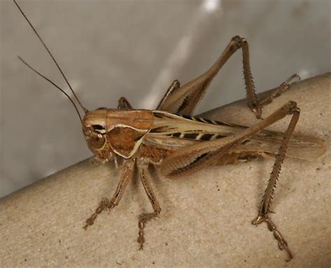 Brown Spotted Bush Crickets Look A Lot More Like Grasshoppers To Me