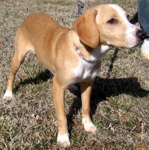 Medium in size, energetic, and loyal, these pups inherited. Everything You Need to Know Before Owning a Beagle Lab Mix