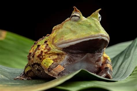 Pacman Frogs For Sale: 2024 Breeders List in the United States | Pet Keen