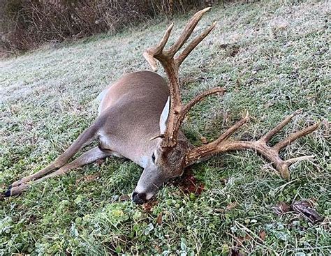 Year Of The Big Deer In Alabama