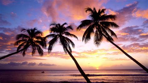 free download palm trees sunset images palm trees sunset pictures palm trees [1920x1200] for