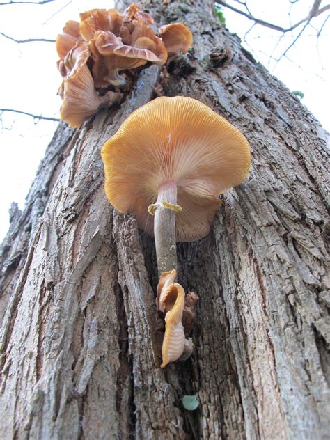 Mushrooms Growing On A Tree Backyard Farming Outdoor Art Medicinal