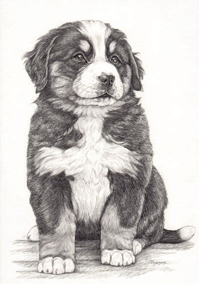 Illustratie Berner Sennen Pup Bernese Mountain Dog Hond Tekeningen