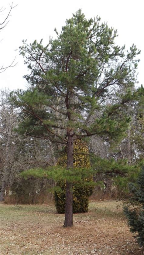 Pinus Echinata Shortleaf Pine The Dawes Arboretum