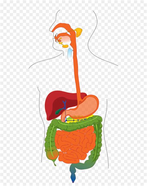Trato Gastrointestinal Humano Sistema Digestivo Diagrama De Png