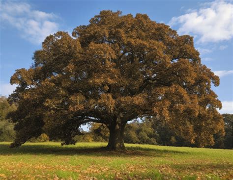 Why Are There Sooooo Many Acorns This Year — Brookdale Park Conservancy