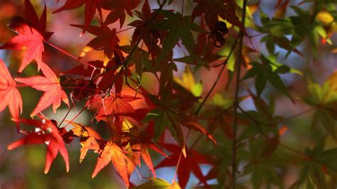 Red Green Maple Leaves Tree Branches Blur Background Hd Nature