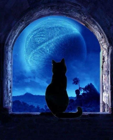 Cat Sitting And Looking Out Window At Night Art Black Cat Art The